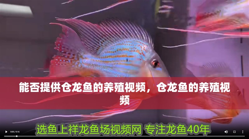 能否提供倉龍魚的養(yǎng)殖視頻，倉龍魚的養(yǎng)殖視頻
