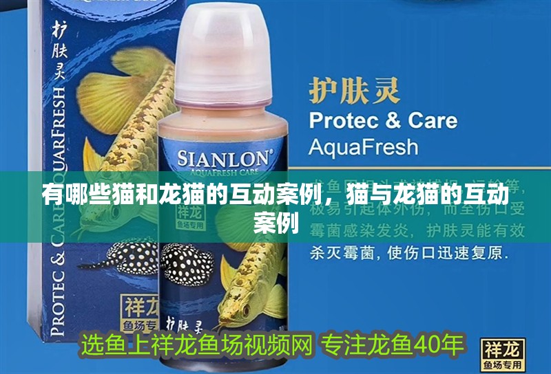 有哪些貓和龍貓的互動(dòng)案例，貓與龍貓的互動(dòng)案例