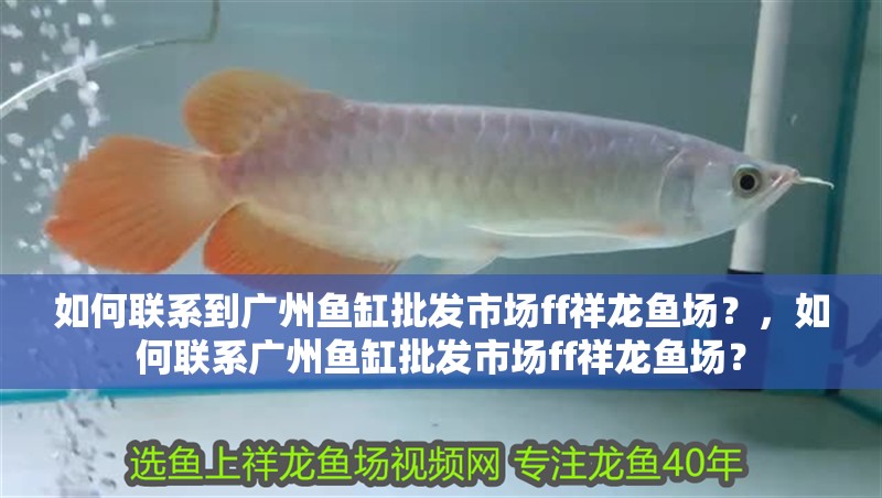 如何聯系到廣州魚缸批發市場ff祥龍魚場？，如何聯系廣州魚缸批發市場ff祥龍魚場？