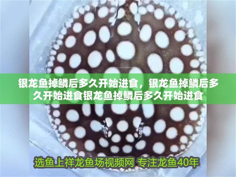 銀龍魚掉鱗后多久開始進(jìn)食，銀龍魚掉鱗后多久開始進(jìn)食銀龍魚掉鱗后多久開始進(jìn)食