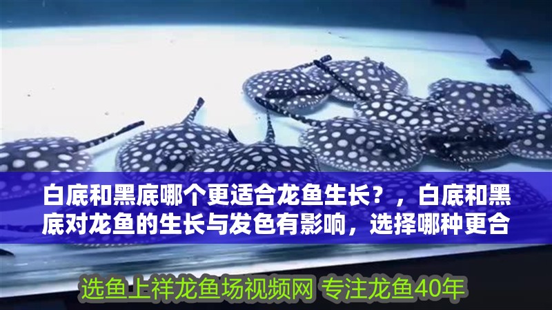 白底和黑底哪個更適合龍魚生長？，白底和黑底對龍魚的生長與發(fā)色有影響，選擇哪種更合適