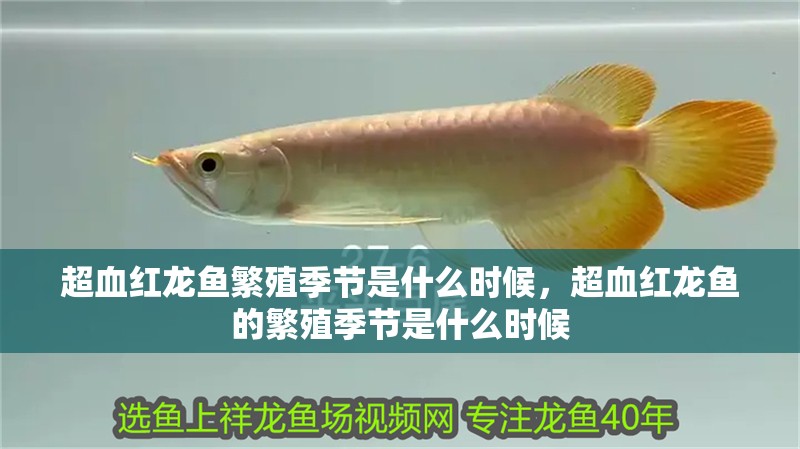 超血紅龍魚繁殖季節(jié)是什么時候，超血紅龍魚的繁殖季節(jié)是什么時候