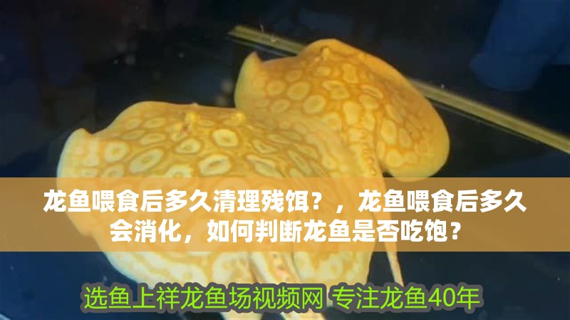 龍魚喂食后多久清理殘餌？，龍魚喂食后多久會消化，如何判斷龍魚是否吃飽？