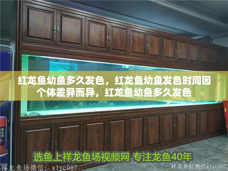 紅龍魚幼魚多久發色，紅龍魚幼魚發色時間因個體差異而異，紅龍魚幼魚多久發色