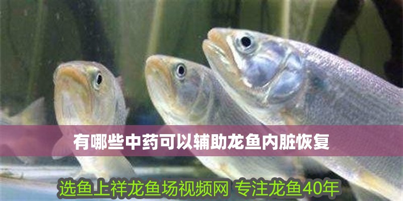 有哪些中藥可以輔助龍魚內(nèi)臟恢復(fù)