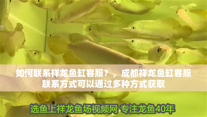 如何聯系祥龍魚缸客服？，成都祥龍魚缸客服聯系方式可以通過多種方式獲取