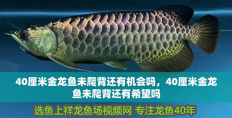 40厘米金龍魚未爬背還有機會嗎，40厘米金龍魚未爬背還有希望嗎