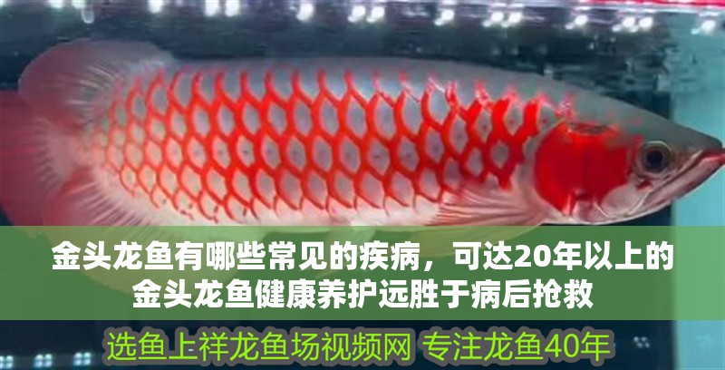 金頭龍魚有哪些常見的疾病，可達20年以上的金頭龍魚健康養(yǎng)護遠勝于病后搶救