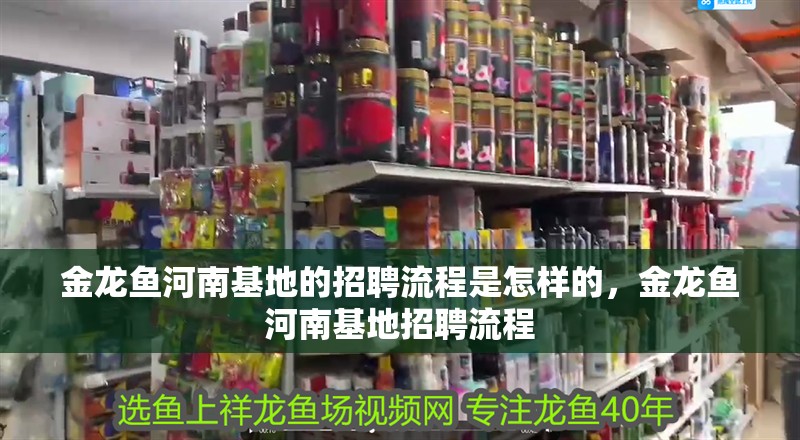金龍魚河南基地的招聘流程是怎樣的，金龍魚河南基地招聘流程