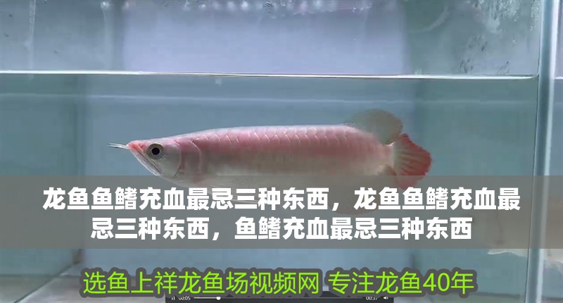 龍魚魚鰭充血最忌三種東西，龍魚魚鰭充血最忌三種東西，魚鰭充血最忌三種東西