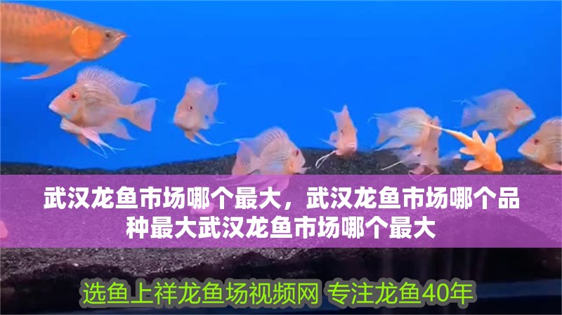 武漢龍魚市場哪個最大，武漢龍魚市場哪個品種最大武漢龍魚市場哪個最大