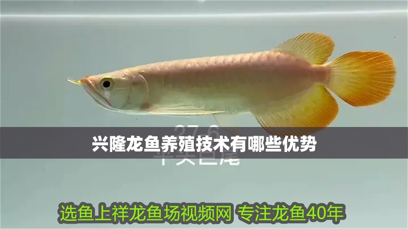 興隆龍魚養殖技術有哪些優勢