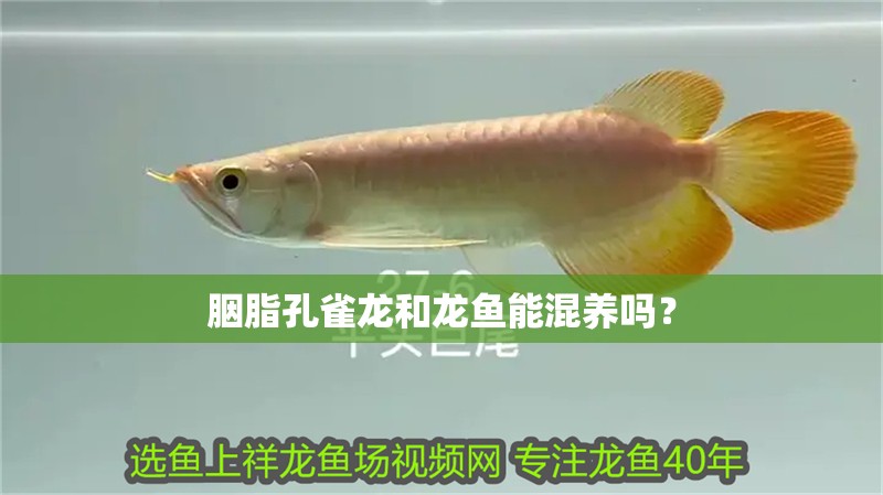 胭脂孔雀龍和龍魚能混養嗎？