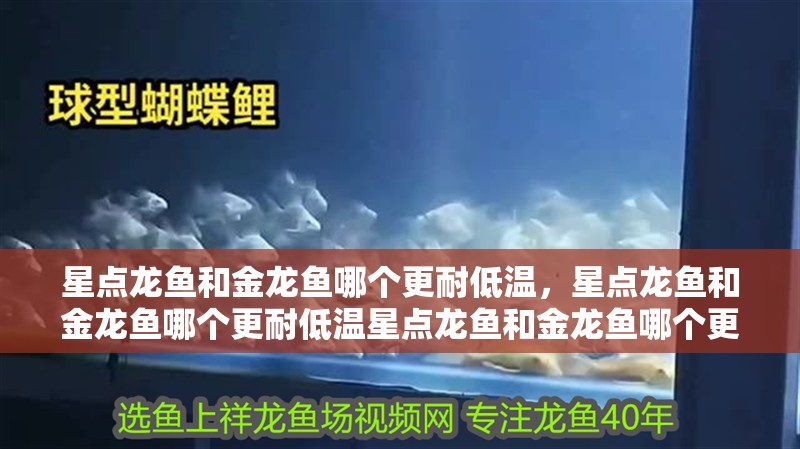 星點龍魚和金龍魚哪個更耐低溫，星點龍魚和金龍魚哪個更耐低溫星點龍魚和金龍魚哪個更耐低溫