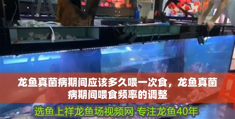 龍魚真菌病期間應(yīng)該多久喂一次食，龍魚真菌病期間喂食頻率的調(diào)整