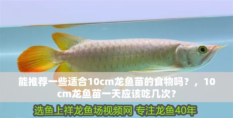 能推薦一些適合10cm龍魚(yú)苗的食物嗎？，10cm龍魚(yú)苗一天應(yīng)該吃幾次？
