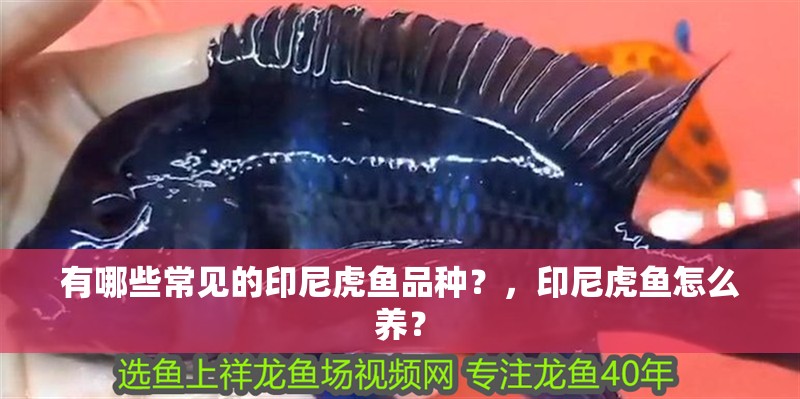 有哪些常見的印尼虎魚品種？，印尼虎魚怎么養(yǎng)？