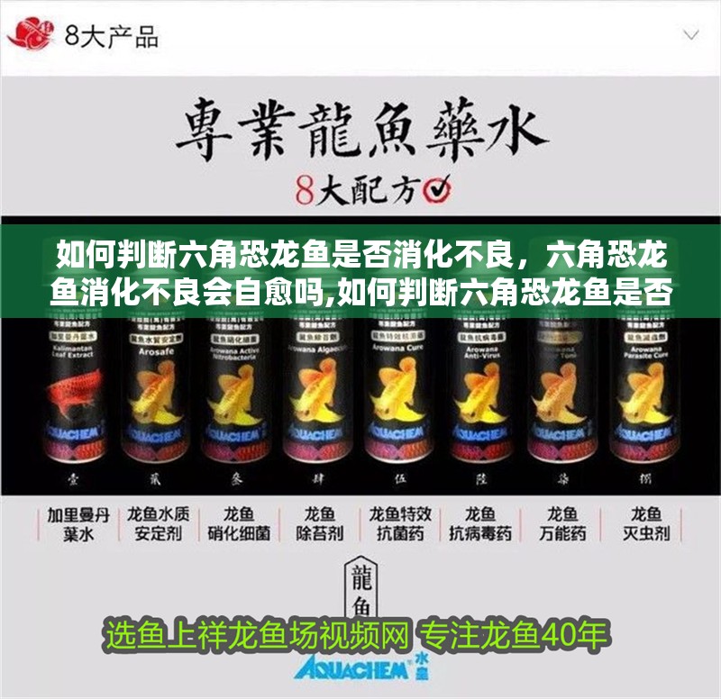 如何判斷六角恐龍魚是否消化不良，六角恐龍魚消化不良會自愈嗎,如何判斷六角恐龍魚是否腸炎