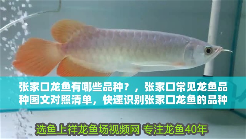 張家口龍魚有哪些品種？，張家口常見龍魚品種圖文對照清單，快速識別張家口龍魚的品種
