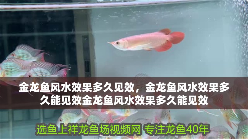 金龍魚風水效果多久見效，金龍魚風水效果多久能見效金龍魚風水效果多久能見效