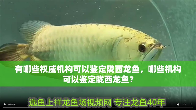 有哪些權威機構可以鑒定隴西龍魚，哪些機構可以鑒定隴西龍魚？