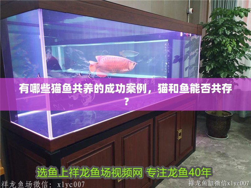有哪些貓魚共養(yǎng)的成功案例，貓和魚能否共存？