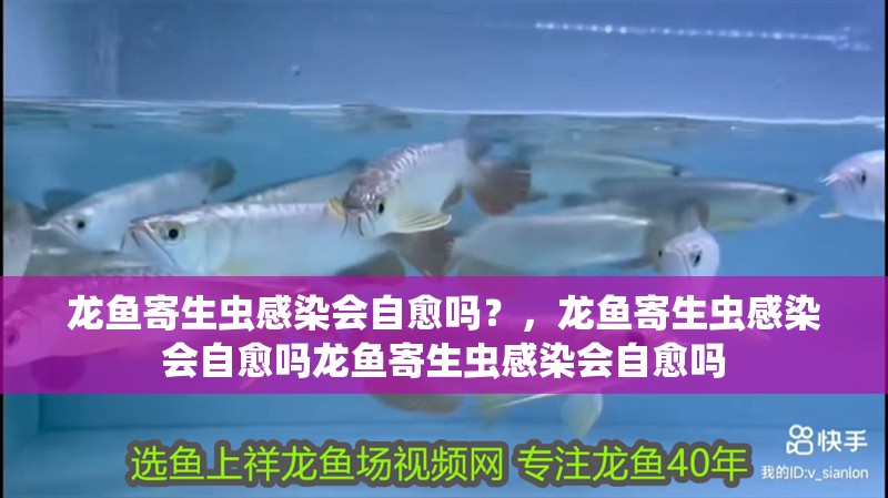 龍魚寄生蟲感染會自愈嗎？，龍魚寄生蟲感染會自愈嗎龍魚寄生蟲感染會自愈嗎