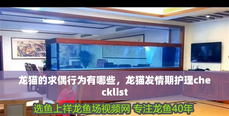 龍貓的求偶行為有哪些，龍貓發情期護理checklist