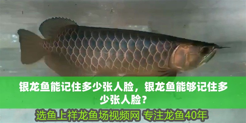 銀龍魚能記住多少張人臉，銀龍魚能夠記住多少張人臉？