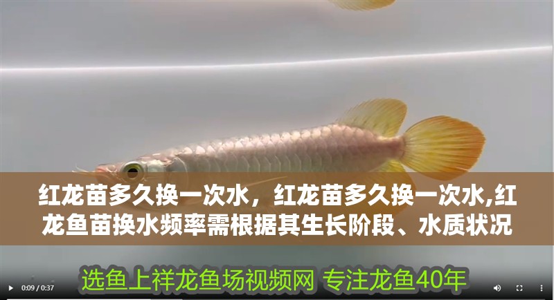 紅龍苗多久換一次水，紅龍苗多久換一次水,紅龍魚苗換水頻率需根據(jù)其生長階段、水質(zhì)狀況和過濾系統(tǒng)能力綜合判斷