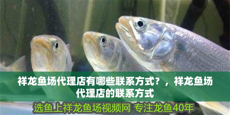 祥龍魚場代理店有哪些聯系方式？，祥龍魚場代理店的聯系方式