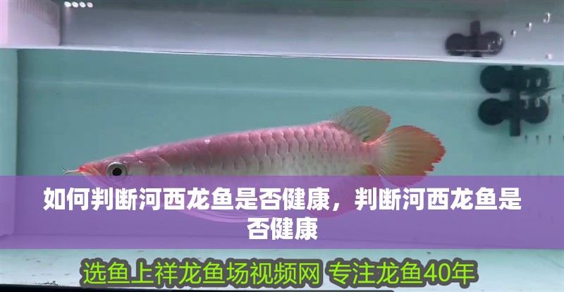 如何判斷河西龍魚是否健康，判斷河西龍魚是否健康