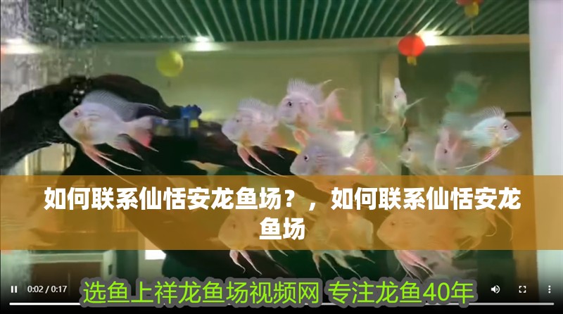 如何聯系仙恬安龍魚場？，如何聯系仙恬安龍魚場