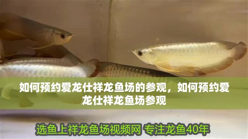 如何預(yù)約愛龍仕祥龍魚場的參觀，如何預(yù)約愛龍仕祥龍魚場參觀