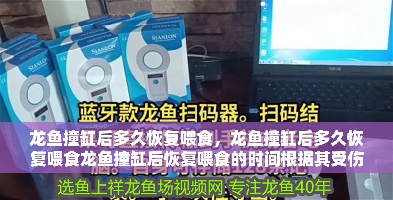 龍魚撞缸后多久恢復喂食，龍魚撞缸后多久恢復喂食龍魚撞缸后恢復喂食的時間根據其受傷程度和應激反應綜合判斷