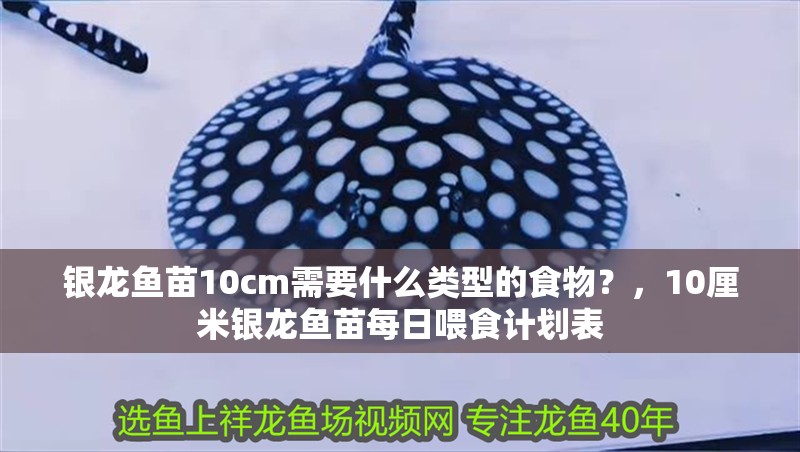 銀龍魚苗10cm需要什么類型的食物？，10厘米銀龍魚苗每日喂食計劃表
