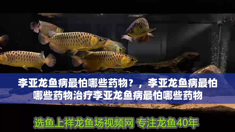 李亞龍魚病最怕哪些藥物？，李亞龍魚病最怕哪些藥物治療李亞龍魚病最怕哪些藥物