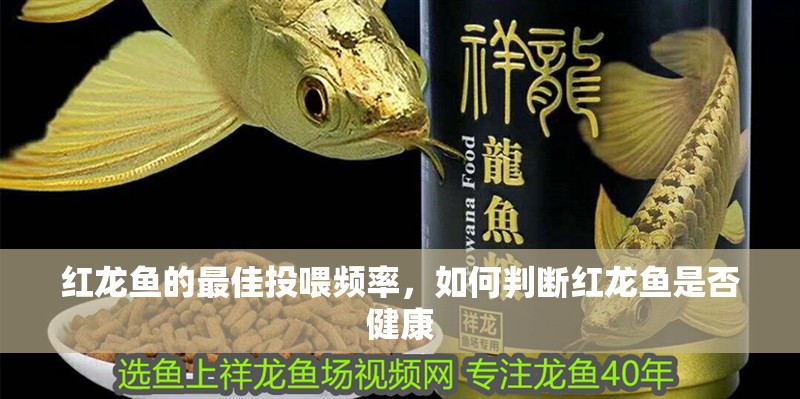 紅龍魚的最佳投喂頻率，如何判斷紅龍魚是否健康