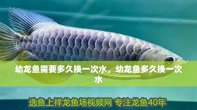 幼龍魚需要多久換一次水，幼龍魚多久換一次水