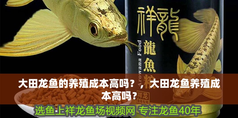 大田龍魚的養殖成本高嗎？，大田龍魚養殖成本高嗎？