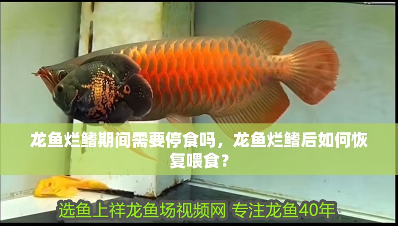 龍魚爛鰭期間需要停食嗎，龍魚爛鰭后如何恢復喂食？