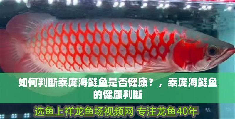 如何判斷泰龐海鰱魚(yú)是否健康？，泰龐海鰱魚(yú)的健康判斷