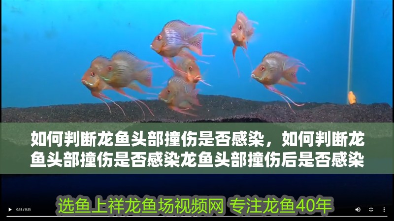 如何判斷龍魚(yú)頭部撞傷是否感染，如何判斷龍魚(yú)頭部撞傷是否感染龍魚(yú)頭部撞傷后是否感染