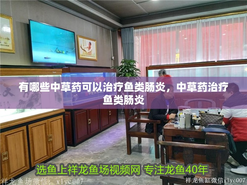 有哪些中草藥可以治療魚類腸炎，中草藥治療魚類腸炎