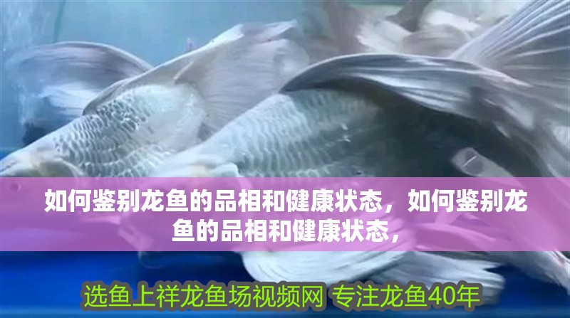 如何鑒別龍魚(yú)的品相和健康狀態(tài)，如何鑒別龍魚(yú)的品相和健康狀態(tài)，