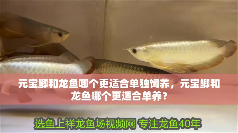 元寶鯽和龍魚哪個更適合單獨飼養，元寶鯽和龍魚哪個更適合單養？