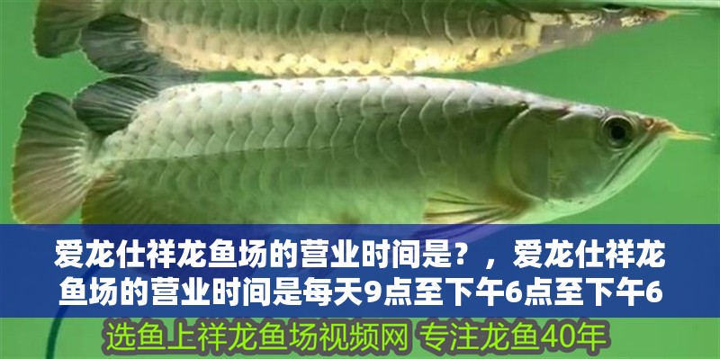 愛龍仕祥龍魚場的營業(yè)時間是？，愛龍仕祥龍魚場的營業(yè)時間是每天9點至下午6點至下午6點