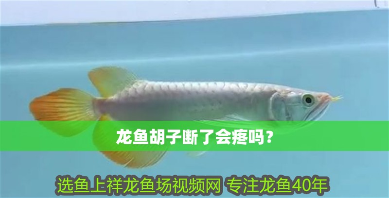 龍魚胡子斷了會疼嗎？
