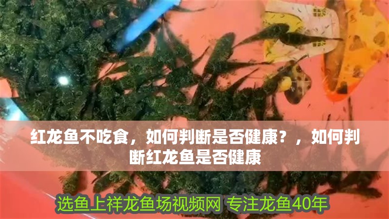 紅龍魚不吃食，如何判斷是否健康？，如何判斷紅龍魚是否健康