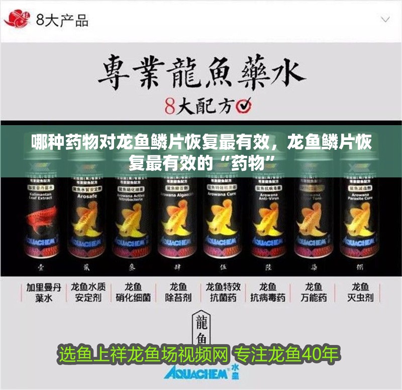 哪種藥物對龍魚鱗片恢復最有效，龍魚鱗片恢復最有效的“藥物”